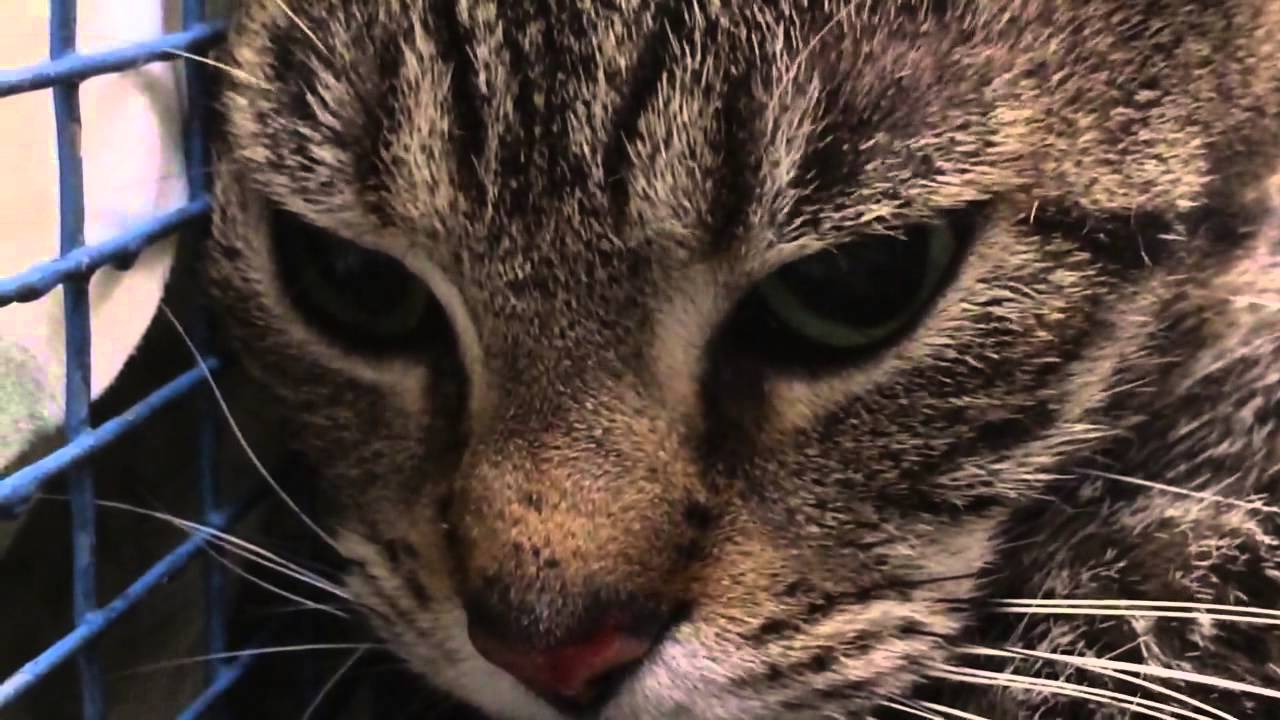 Cat with Horizontal Nystagmus due to Head Trauma YouTube