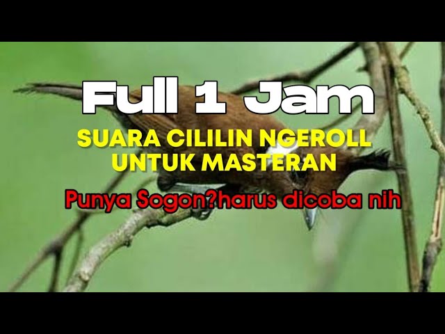 SUARA BURUNG CILIKIN NGEROLL PANJANGG | MASTERAN SOGOK ONTONG class=