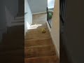 #funnySpongeBob
