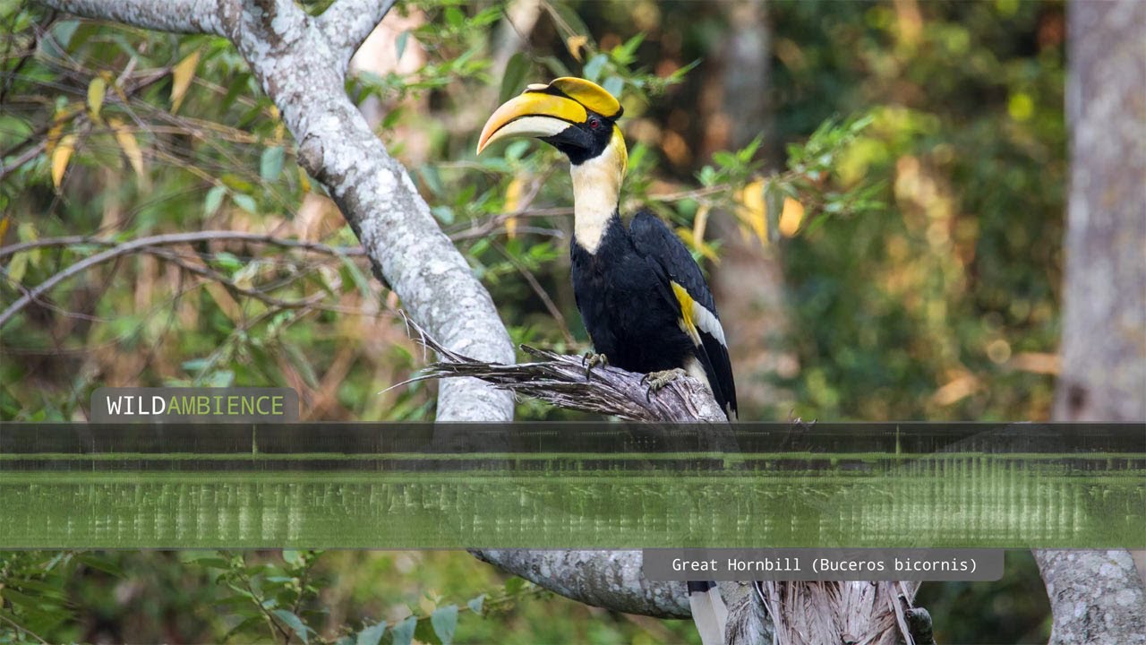 Great Hornbill Calls & Sounds YouTube