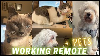 Working Remote With Pets! | Pawty Squad #pawtysquad #pets #cat #dog