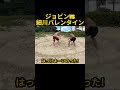 ジョビンvs細川バレンタインの相撲対決