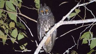 Stygian Owl calling