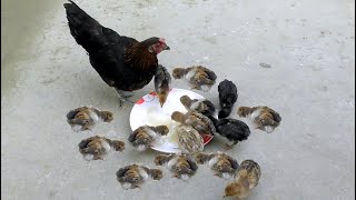 Country Chicken Chicks Video || Daily activities of chicken | roosters crowing by Ferdous : The travel king 705 views 4 months ago 5 minutes, 30 seconds
