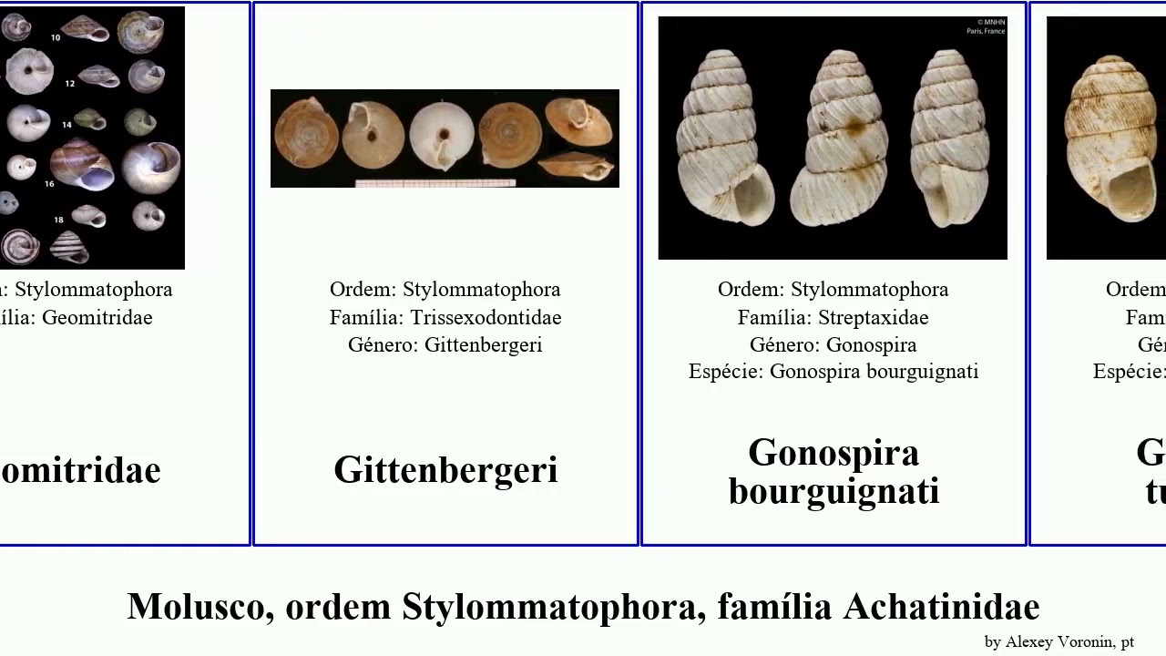 Molusco, ordem Stylommatophora, família Achatinidae abida vertigo aulacospira florida minor lens