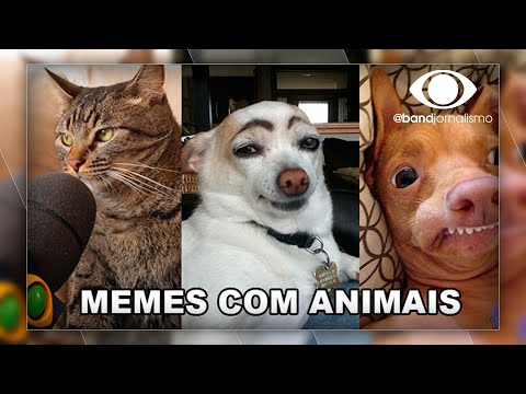 Videos de Animais, os mais engraçados e divertidos da Net!