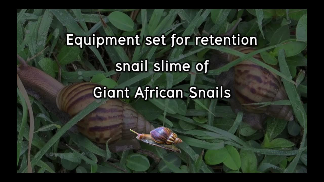 Equipment set for retention snail slime of Giant African Snails YouTube