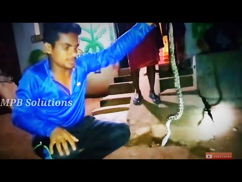 snake rescue team ଅଜଗର ଉଦ୍ଧାର | अजगर् | Indian Rock Python Baby Resue by MPB From Sogar Dhenkanal Odisha