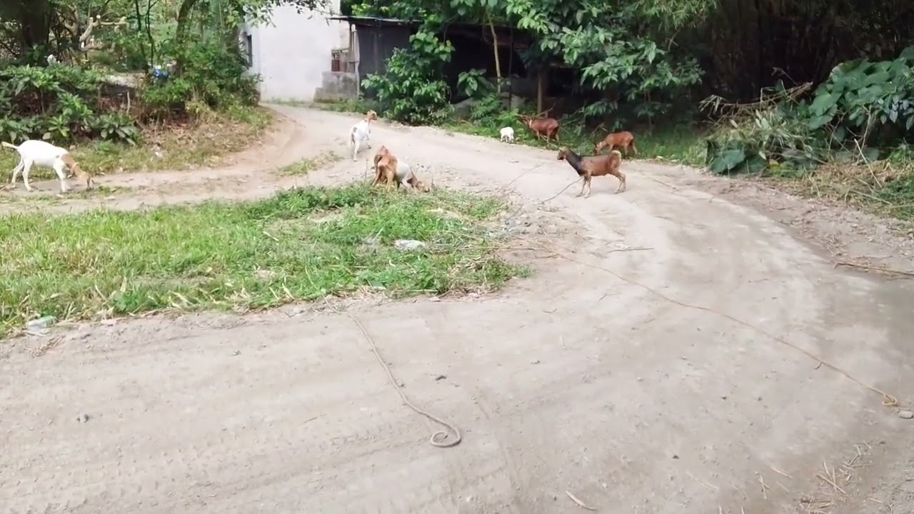 Kambing na mahilig sa mangga #animallife #farmlife #goat 