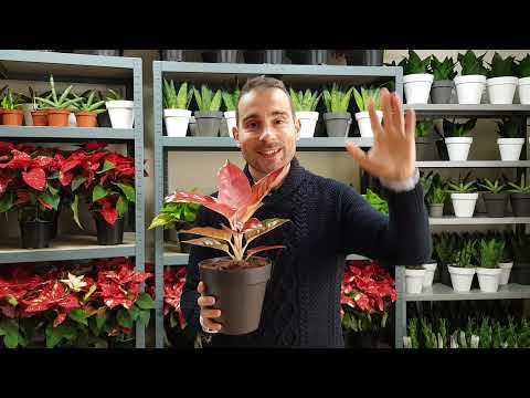 Video: ¿Aglaonema es una planta de interior?