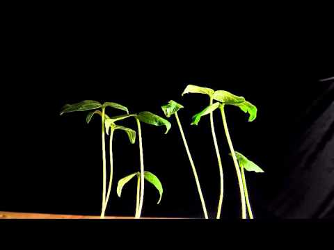 Tính hướng sáng của cây