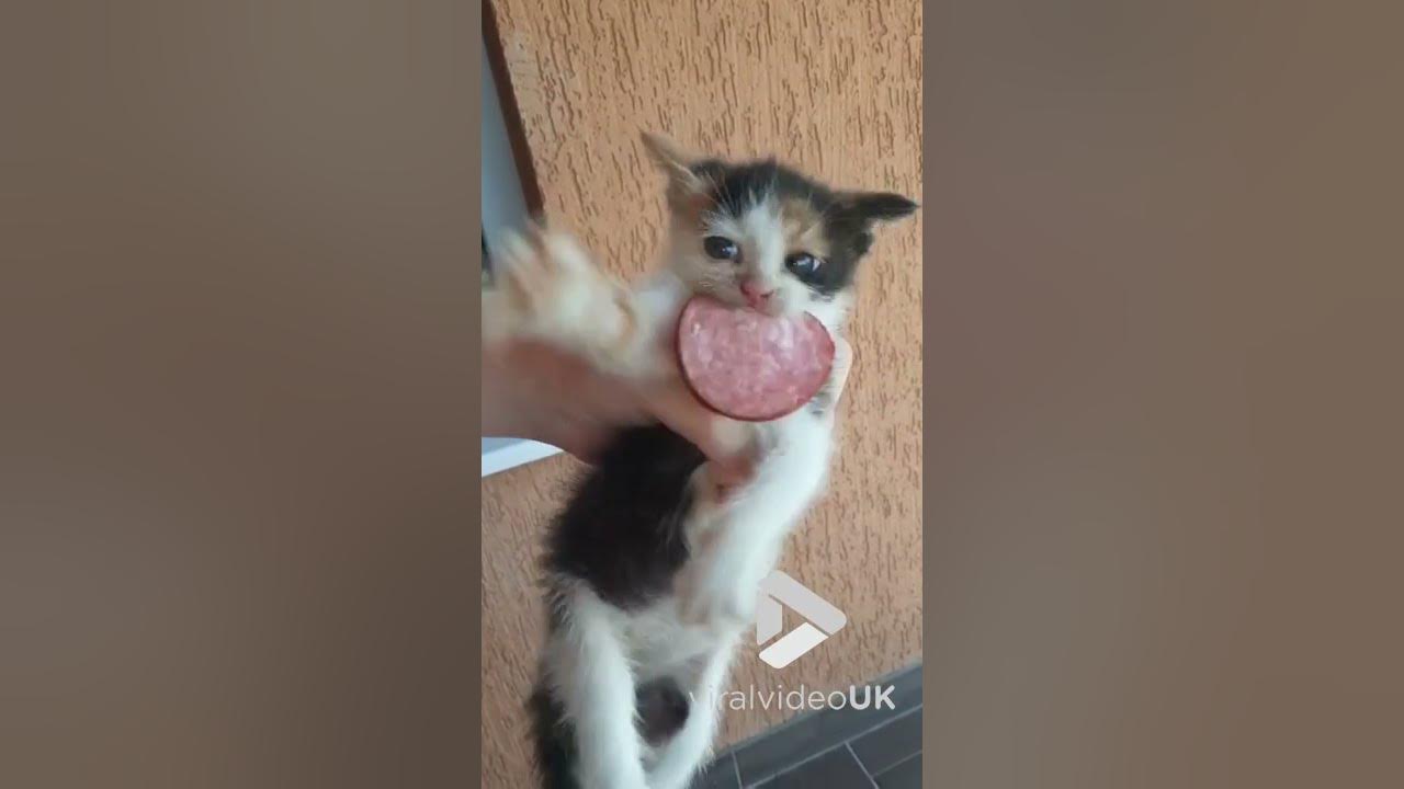 Cute kitten won't give up salami easily Viral Video UK YouTube