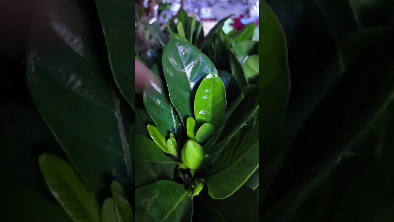 Гузалликдан Яна бахра олинг flovers_plant_world #plants #flovers 