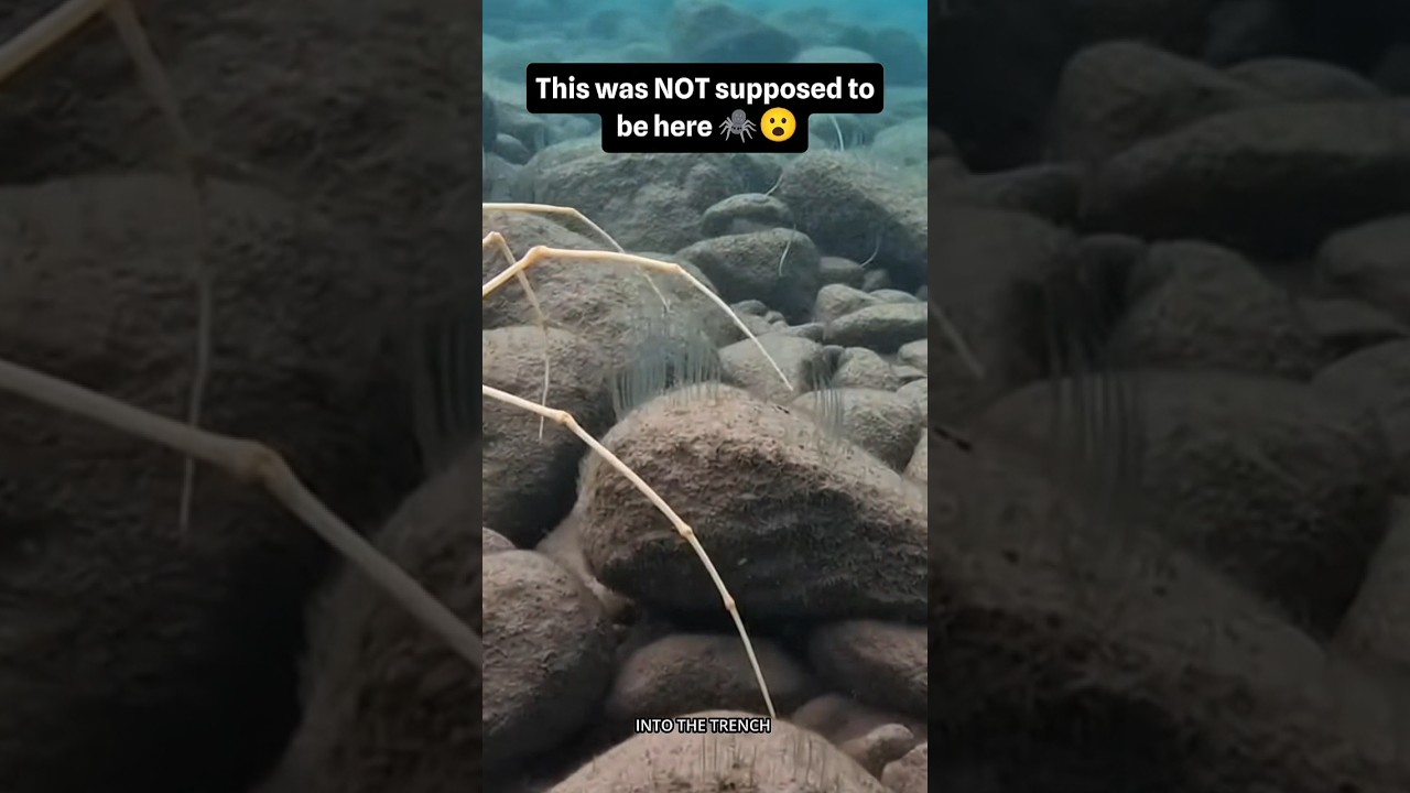 Deep-Sea Camera Accidentally | Captured This Strange Creature😰