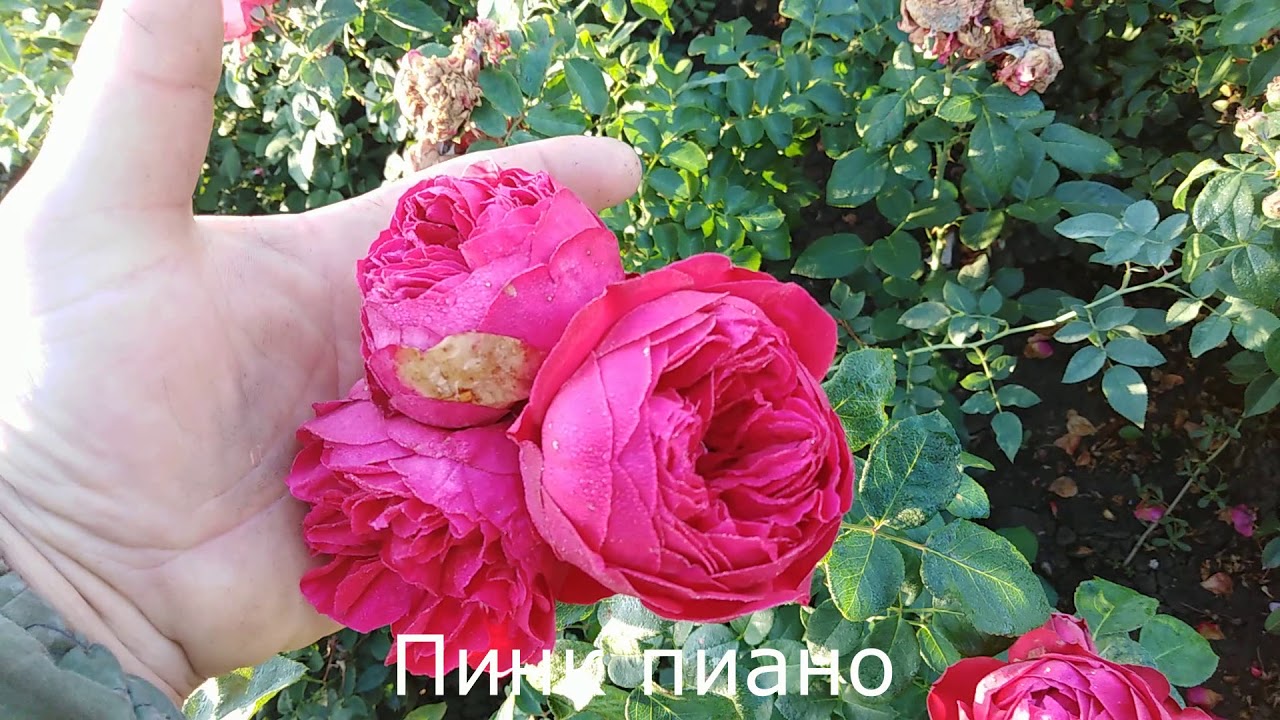 Роза Почтой Интернет Магазин Тимофей Каталог