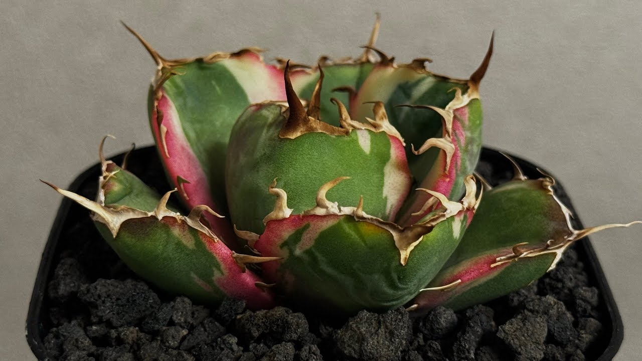 20260427 アガベ・チタノタ白鯨（覆輪）芽-011｜agave titanota white