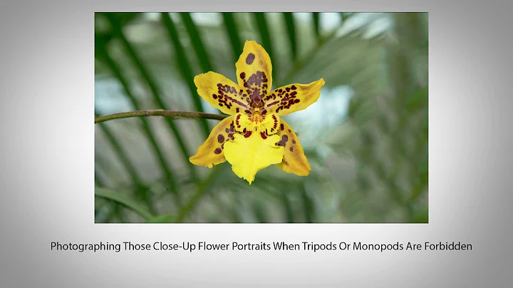 Photographing Those Close-Up Flower Portraits When Tripods Are Forbidden - DayDayNews