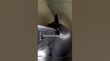 ỐNG DẪN CÁ HỒI #short