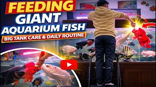 Monster Fish Feeding Time Giant Home Aquarium Care Maintenance