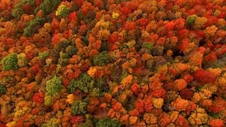 Spectacular fall colors near Syracuse NY