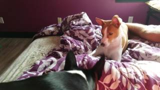 Basenji pack playtime