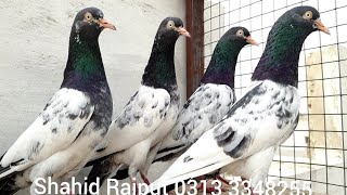 Royal Teddy Pigeons .Part  6 Shoq Karey | Urdu \ Hindi | Shahid Rajput Pigeons | +92 313 3348255???