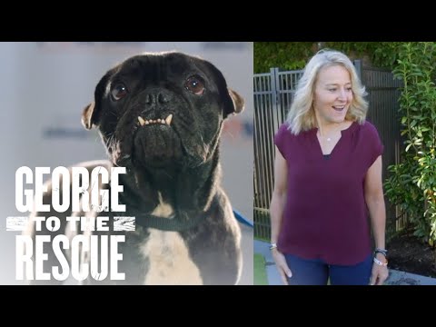 PET LOVER’S PARADISE for Animal Rescue Advocates - YouTube