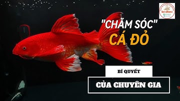 🐟 "Khám Phá Bí Quyết Nuôi Cá Chép Phi Tần Đỏ - Chăm Sóc Cá Đỏ Như Chuyên Gia!" 🐠