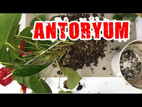 Video: Streptocarpus'un çoğaltılması (18 Fotoğraf): Evde Bir Yaprak Ve Bir Parça Ile üreme özellikleri. 100 Gramlık Bir Bardakta Bir Bebek Için Toprak Nasıl Değiştirilir? Doğru şekilde Na