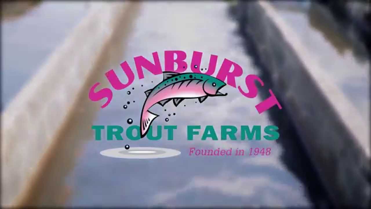 Sunburst Trout Farms Videos All YouTube