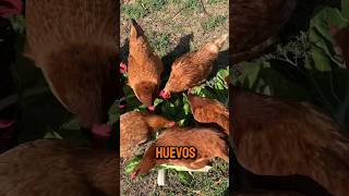 Hortalizas Para Mis Gallinas 🥬🐓#agriculture #garden #shortsvideo #shortvideo #short