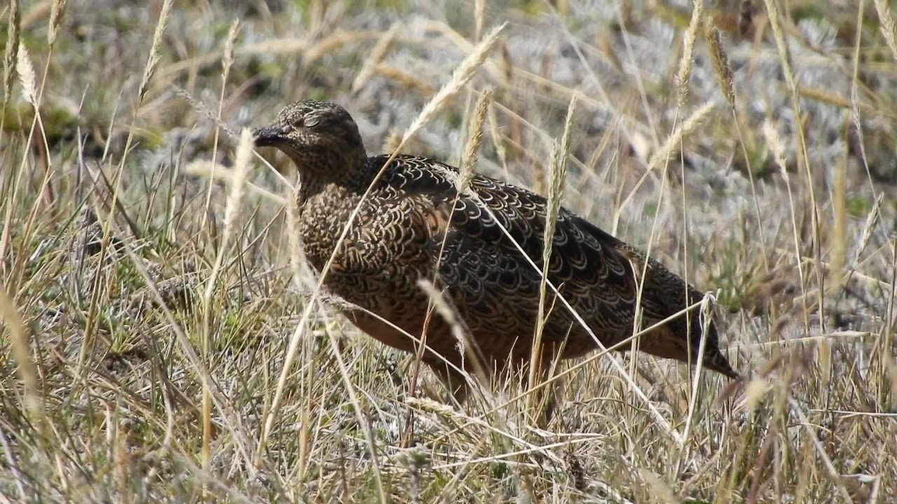 Rufous-bellied Seedsnipe, Cotopaxi, Ecuador 