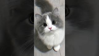 Create:ALFAROGAMING|🎧Song:Cis Cis Cis Faja sekali 🔥|Edit:With Capcut|Tema:Cute cat🥰❤️