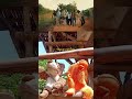 GHX ViVi Adjapiano Village de masque Marionnette Parakou #viral #africa 0166169609