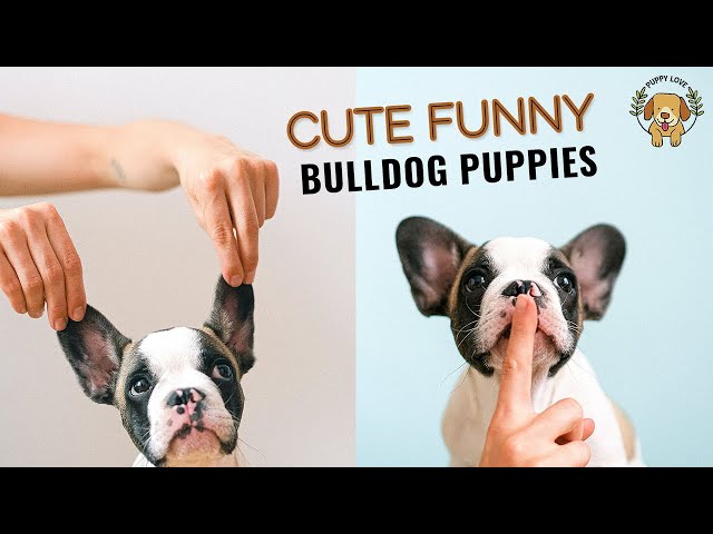 Funny and Cute French Bulldog Puppies Compilation