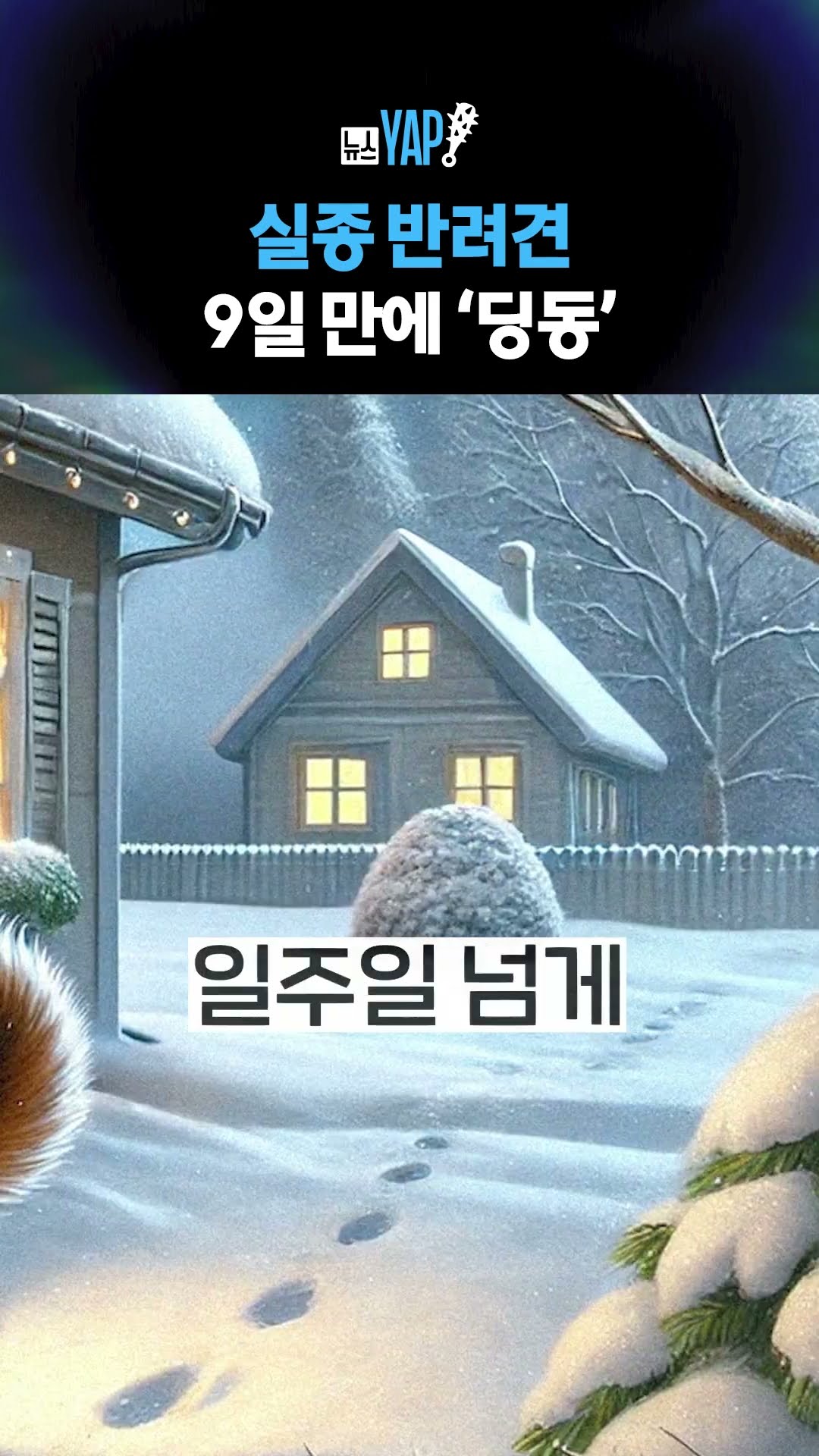 실종 반려견 9일 만에 ‘딩동’  [뉴스YAP!] #shorts / YTN