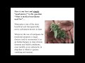 What Is Medical Marijuana Used For Nowadays And How