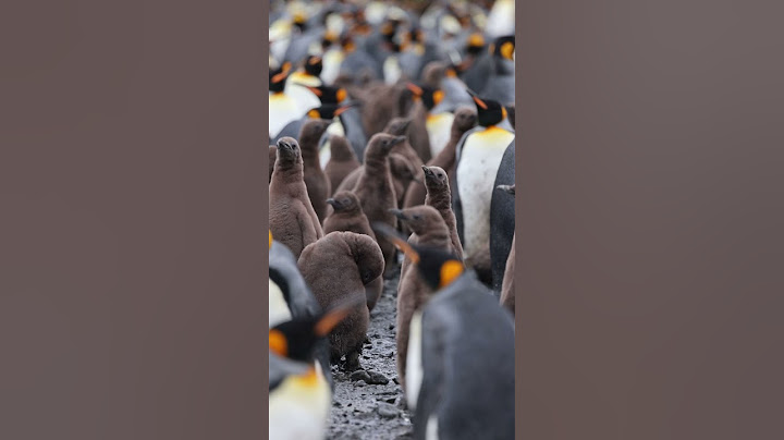 Adorable Penguin Chicks Take Their First Steps in Antarctica #PenguinChicks #Wildlife #Viral