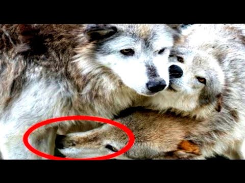 Video: Why Do Animals Cheat? - Alternative View
