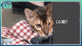 Dear My Human 남태현, 달이와 산책 도전♥ 발라당 발라당! 171206 EP.12