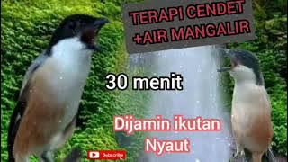 TERAPI CENDET AIR MENGALIR ||DIJAMIN GACOR LAGI