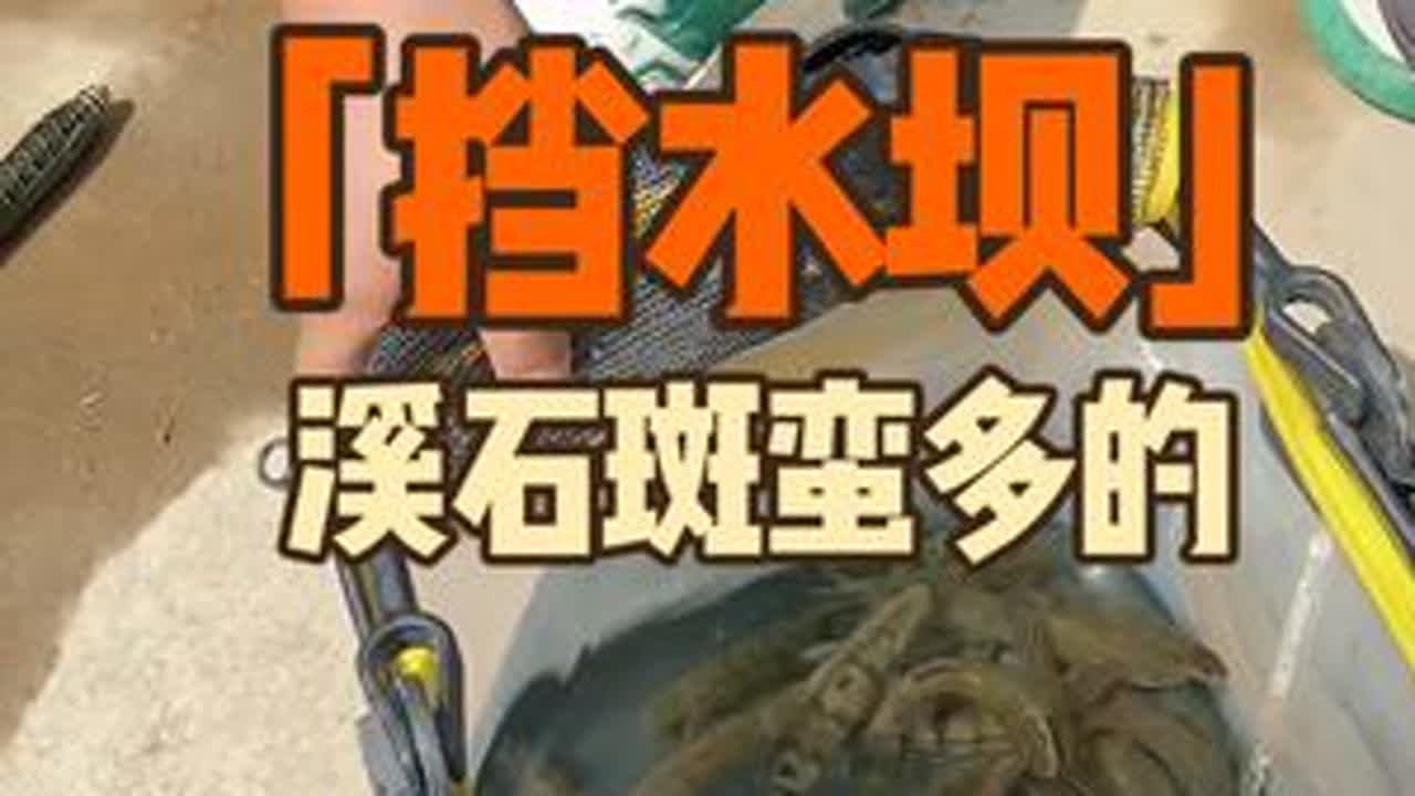 这个挡水坝溪石斑有点猛#溪石斑 #溪流钓 #钓溪石斑鱼的方法和技巧 #原来钓鱼才是抖音运动顶流