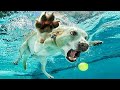 Funniest Cats And Dogs Videos 😍| Try Not To Laugh #50