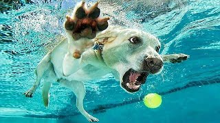 Funniest Cats And Dogs Videos 😍| Try Not To Laugh #50
