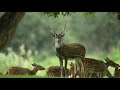 Beauty of monsoon  bandipur  kabini  wildlife cinematography  nikon nagarhole monsoon natgeo