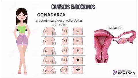 ¿Se ensanchan las caderas de las niñas durante la pubertad?