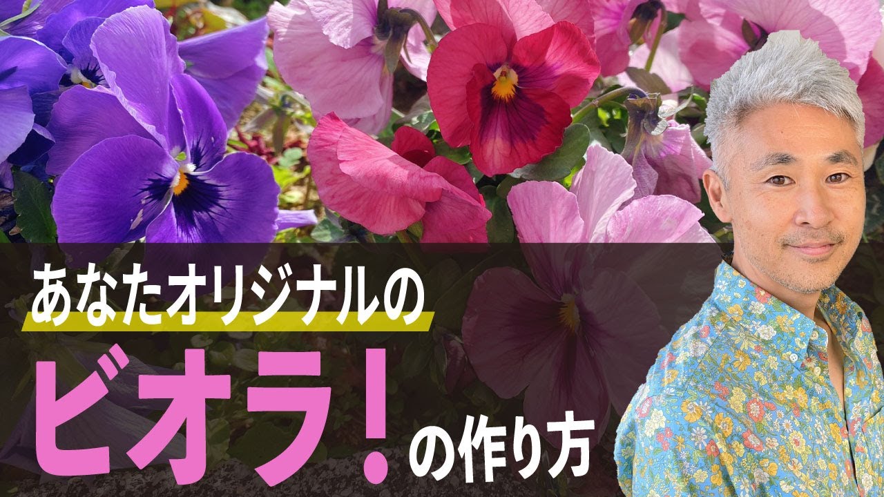 原種交配。来季用に。。。 Let's make your own original pansy/viola! Super easy breeding