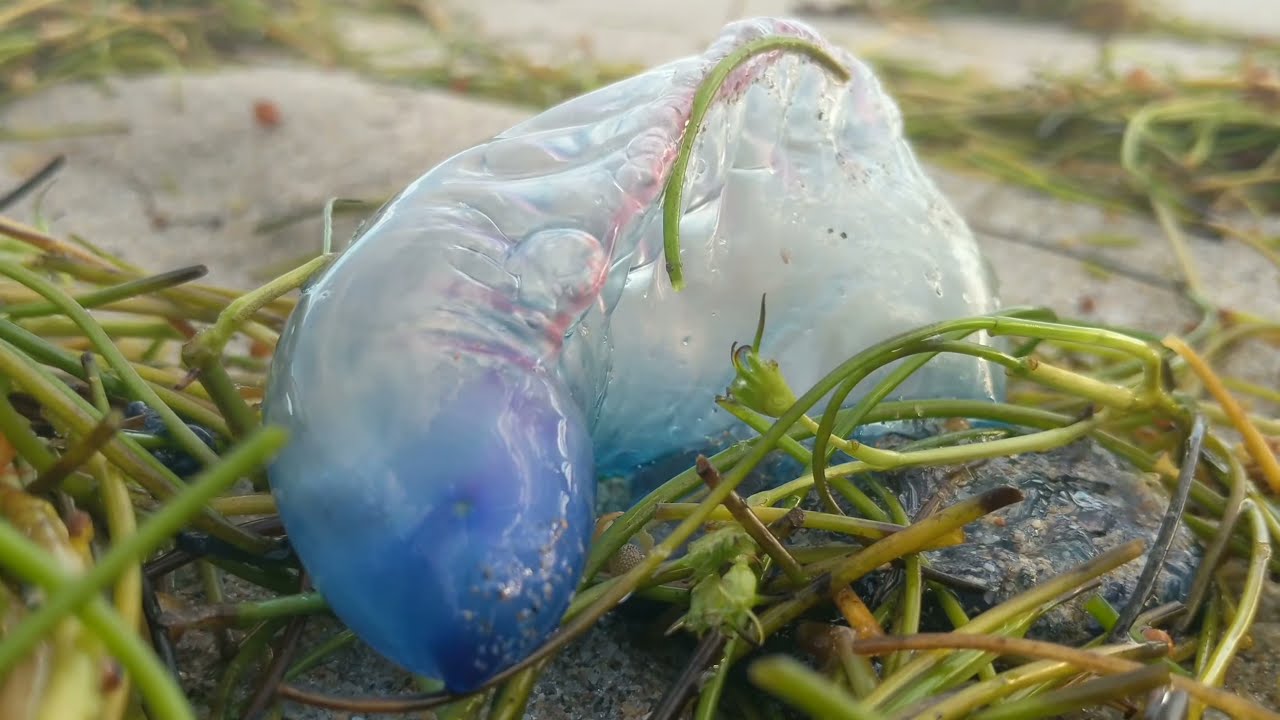 ASMR Atlantic Ocean Sounds ManOwar Jelly fish 