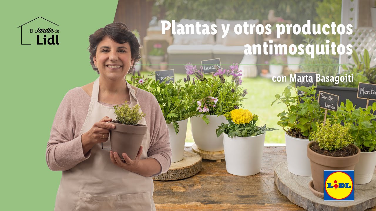 Plantas y otros productos anti mosquitos 🦟🦟 | Jardín de Lidl | Lidl España - YouTube