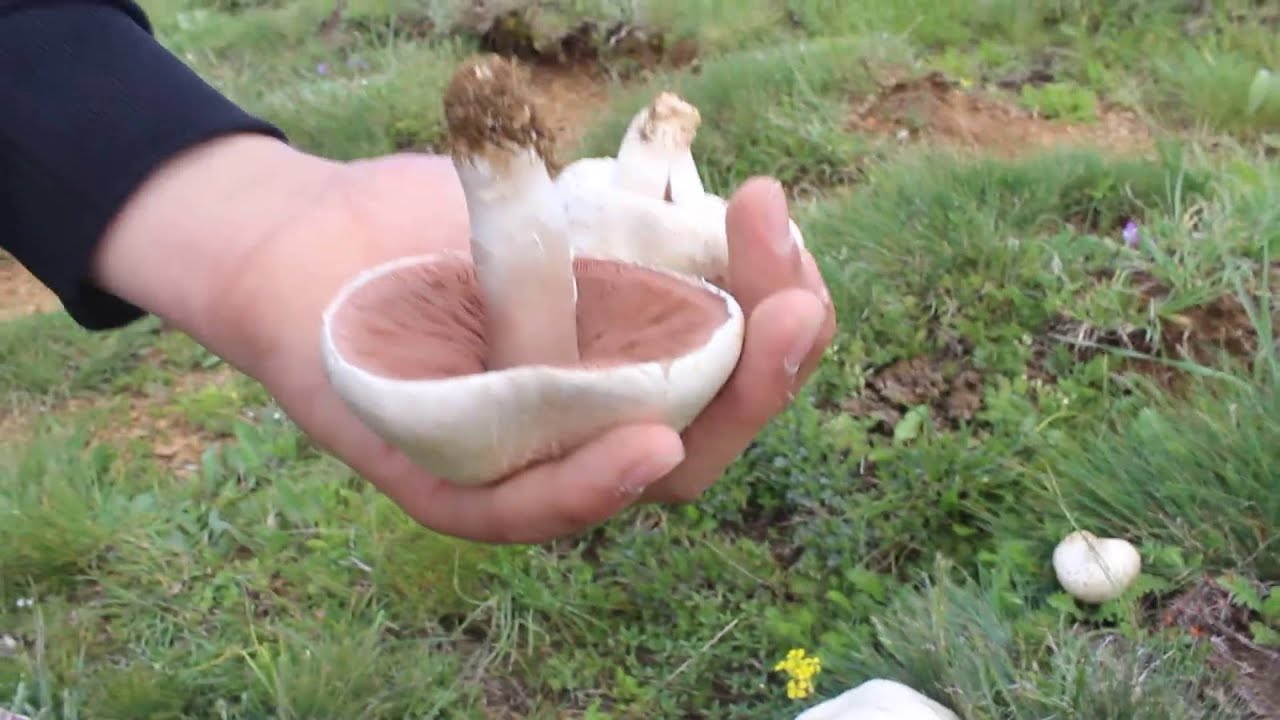 Mantarlı Börek Kanlıca Mantarı Videosu Mantarlı Börek Kanlıca Mantarı Videosu